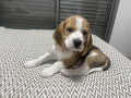 -small-3