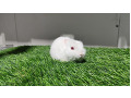 -small-0