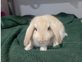 -small-8