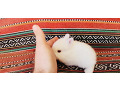 -small-9