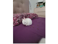 -small-7