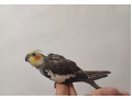 -small-0