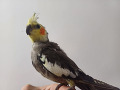 -small-5