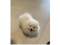 -small-1