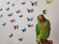 -small-4