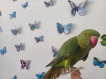 -small-8