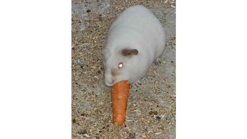 -big-0