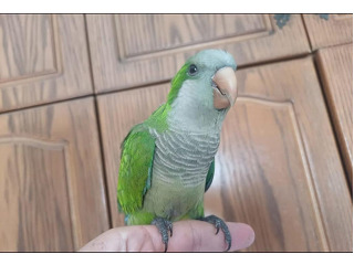 תוכי קוואקר האכלת יד חמוד מאוד לא נושך