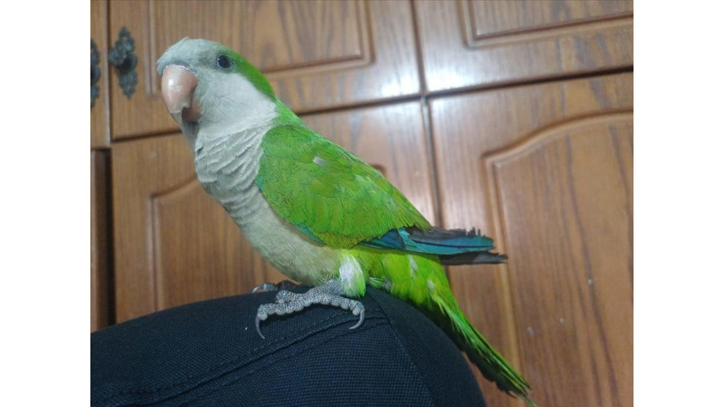 -big-4