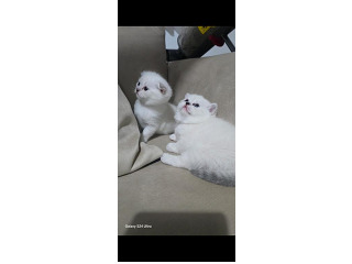 2 גורים בגיל חודש סקוטי