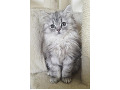 -small-6