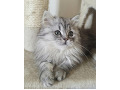 -small-4