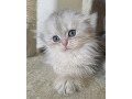 -small-5