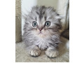 -small-4