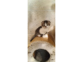 -small-2