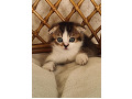 -small-7