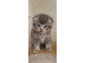 -small-6
