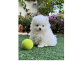 -small-3