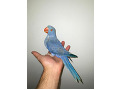-small-3