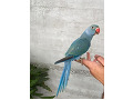-small-2
