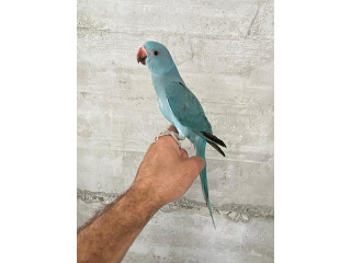 גוזלי דררה גוזלים האכלת יד