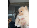 -small-3