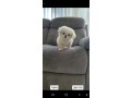 -small-3