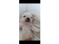 -small-3