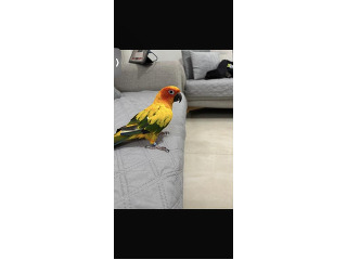 תוכי קוניור שמש נקבה
האכלת יד