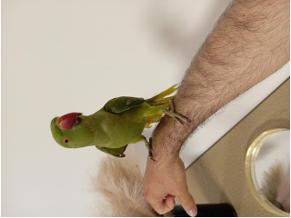 תוכי דררה נקבה בת שנה