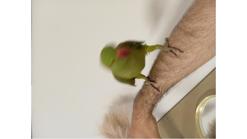 -big-1