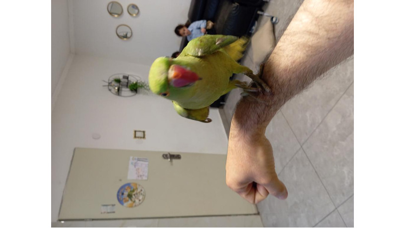 -big-3