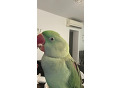 -small-3