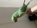 -small-4