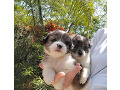 -small-4