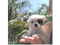 -small-1