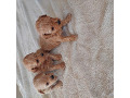 -small-3