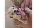 -small-5