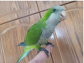 -small-2