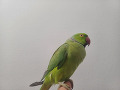 -small-2