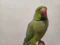 -small-3