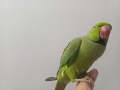 -small-7