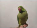 -small-4