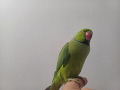 -small-8