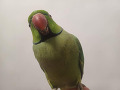 -small-5