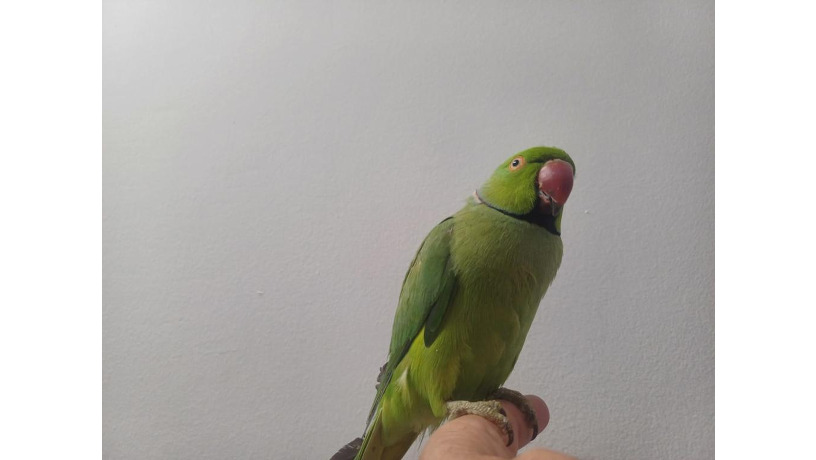 -big-8
