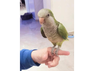 תוכי קווקאר האכלת יד סקרן וחכם לא נושך