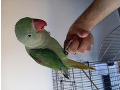 -small-4