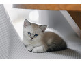 -small-8