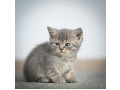 -small-6